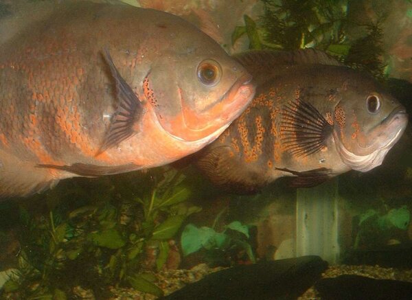 Astronotus ocellatus - Påfågelsciklid