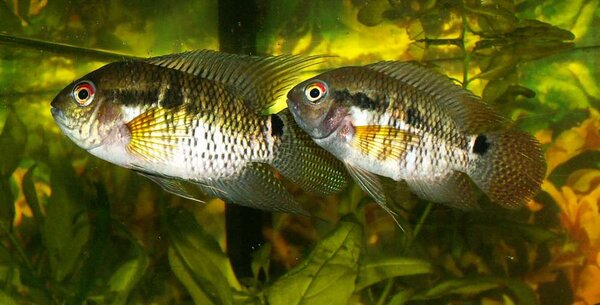 Aequidens sp. "Peru" (Cichlasoma amazonarum?)