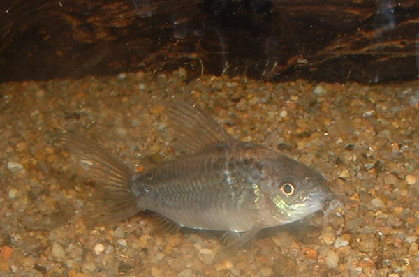 Corydoras elegans