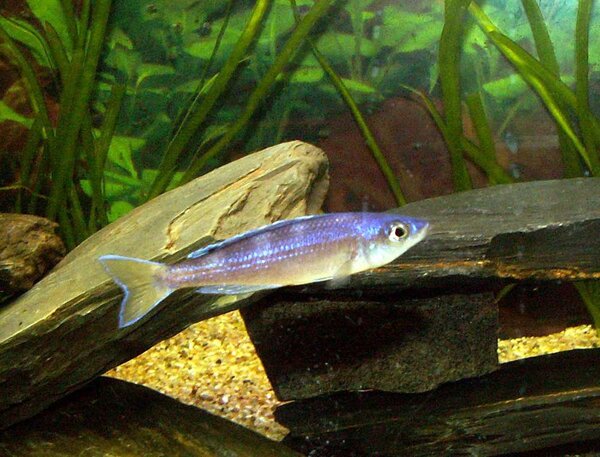 Cyprichromis leptosoma "utinta flourescent"