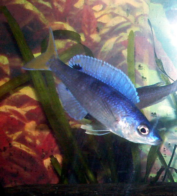 Cyprichromis leptosoma "utinta flourescent"