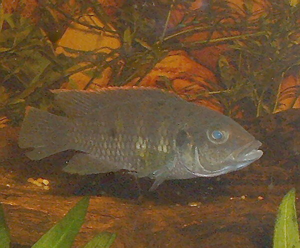 Chromidotilapia linkei