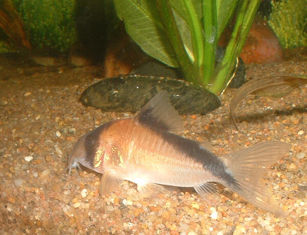 Corydoras melini