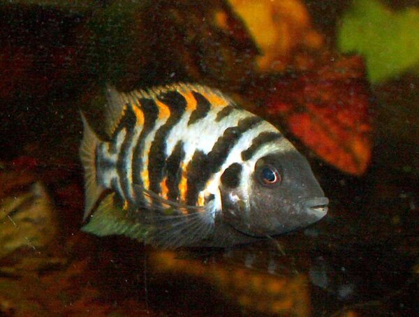 Cryptoheros nigrofasciatus - Zebraciklid