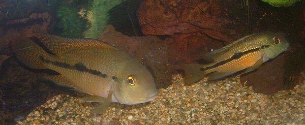 Hypsophrys nicaraguense - Nicaraguaciklid