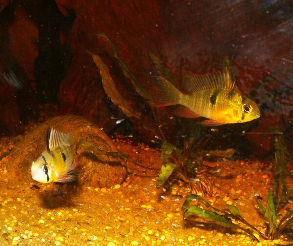 Mikrogeophagus altispinosa - Boliviansk fjärilsciklid