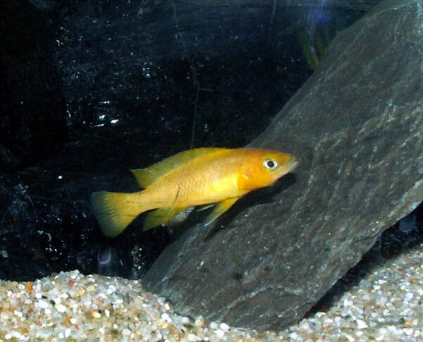 Neolamprologus leleupi