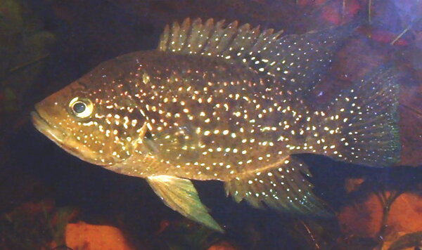 Paratilapia polleni - Madagaskarciklid