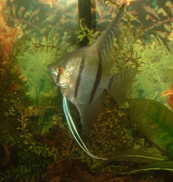 Pterophyllum scalare - Scalare