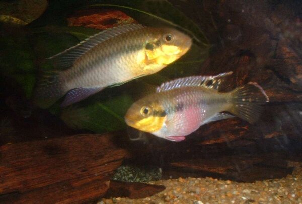 Pelvicachromis subocellatus - Rödbukspalett