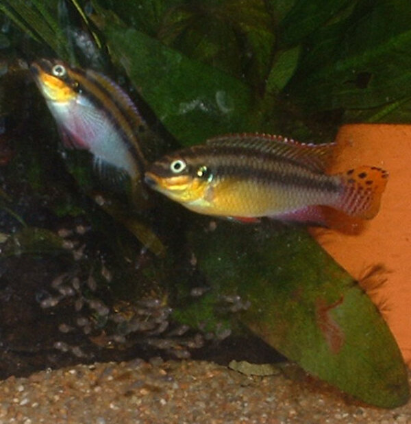 Pelvicachromis taeniatus "Moliwe" - Gul palettciklid