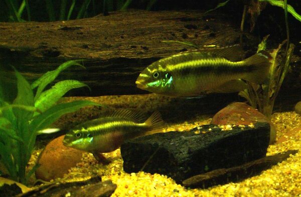 Pelvicachromis sacrimontis "green"
