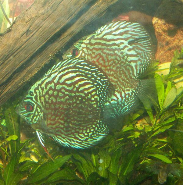 Symphysodon sp. - Discus