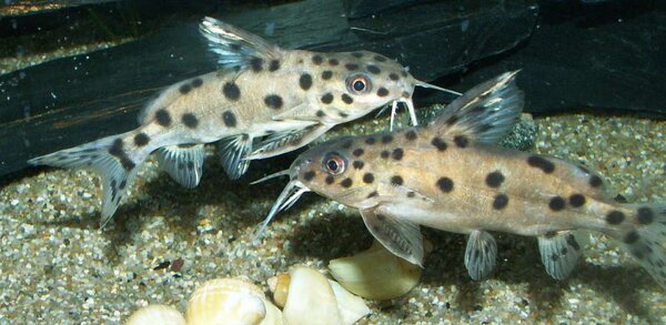 Synodontis sp.