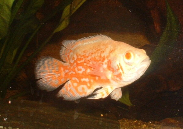 Astronotus ocellatus - Påfågelsciklid