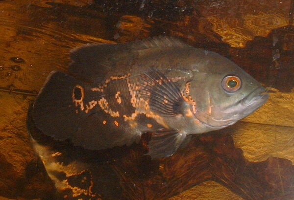 Astronotus ocellatus - Påfågelsciklid