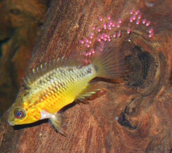 Apistogramma viejita II