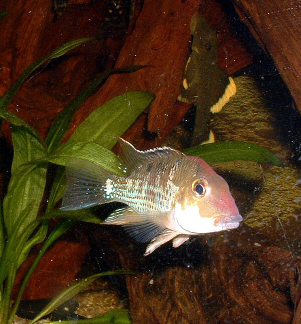 Geophagus steindachneri - Tuppkamsciklid