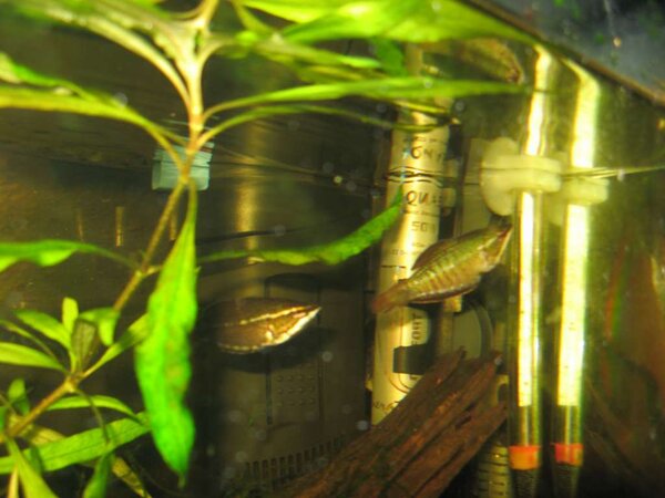Sphaerichthys vaillanti