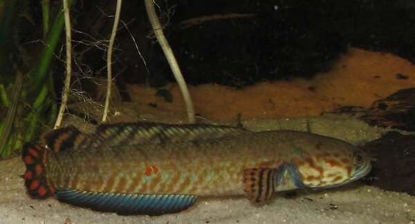 Channa bleheri - Regnbågsormhuvudsfisk