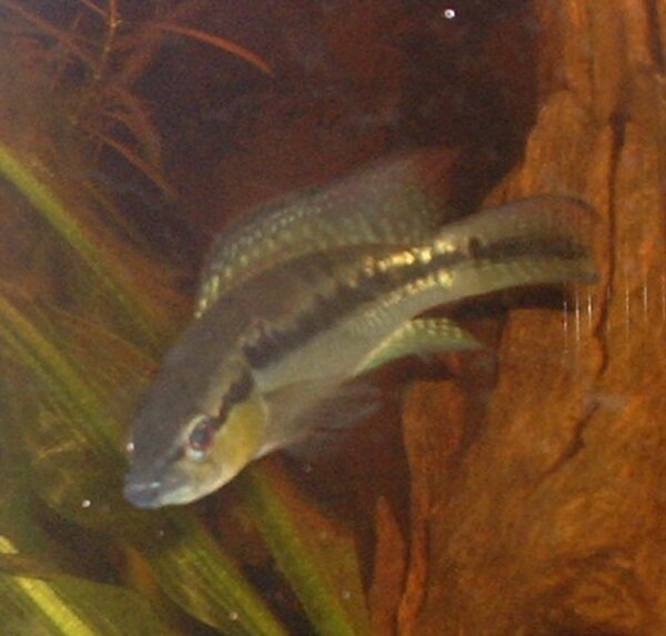 Crenicichla lepidota