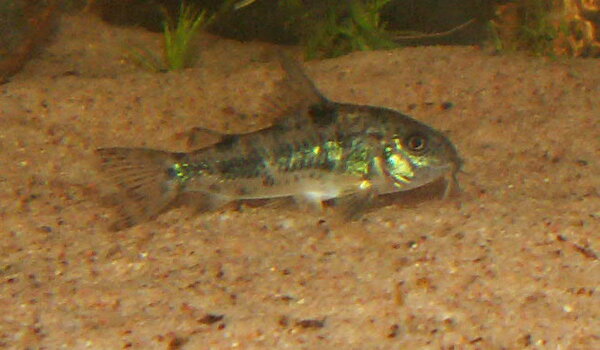 Corydoras paleatus - Fläckig pansarmal