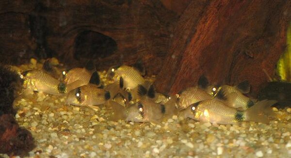 Corydoras panda