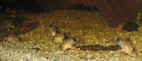 Corydoras panda