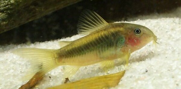 Corydoras sp. "Gold Stripe"