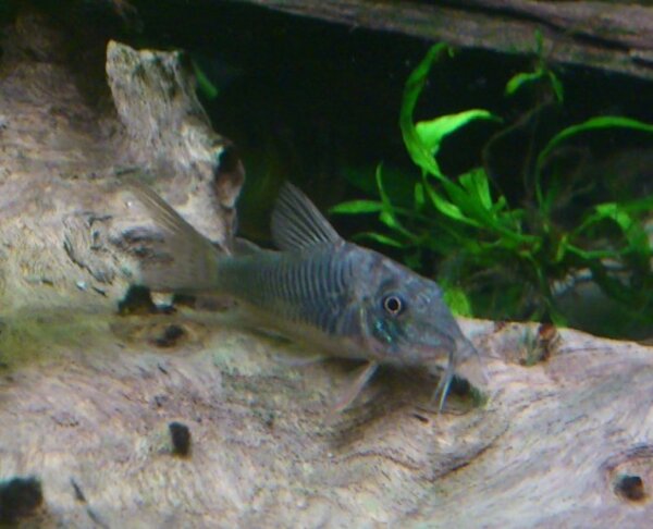 Corydoras septentrionalis