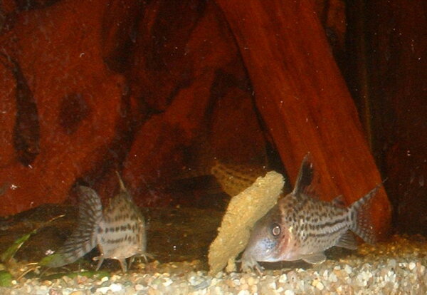 Corydoras sp. "white fin"