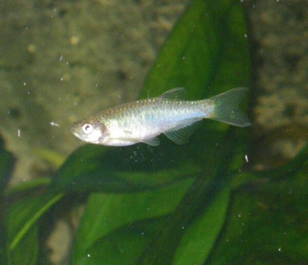 Danio aesculapii - Panterdanio