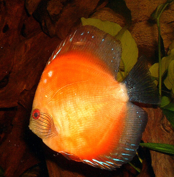 Symphysodon sp. - Discus