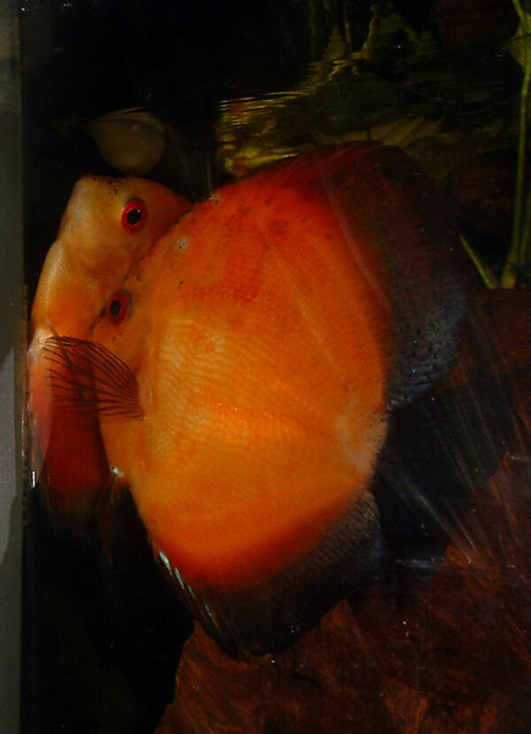 Symphysodon sp. - Discus