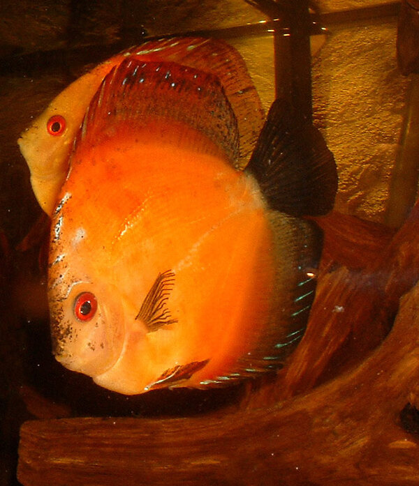 Symphysodon sp. - Discus