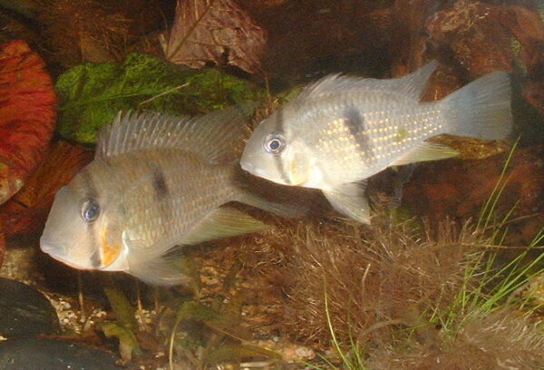 Guianacara sp. "red cheek"