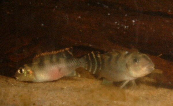 Nanochromis transvestitus