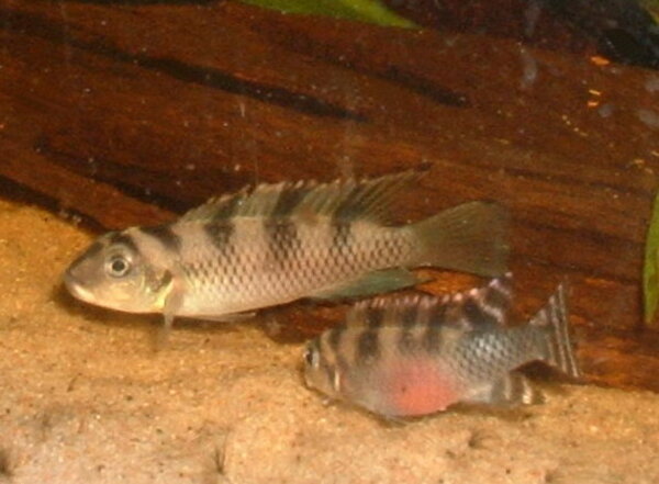 Nanochromis transvestitus