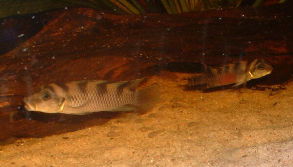 Nanochromis transvestitus