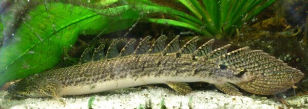 Polypterus delhezi