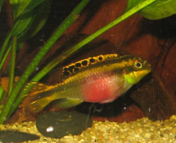 Pelvicachromis pulcher - Palettciklid