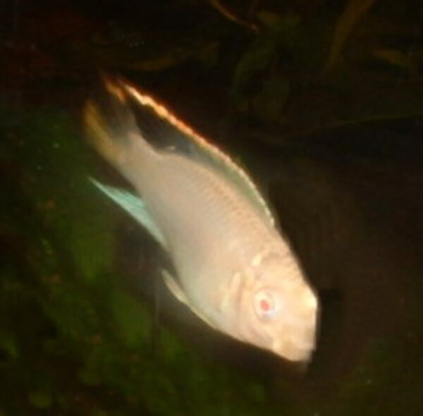 Pelvicachromis pulcher - Palettciklid (albino)