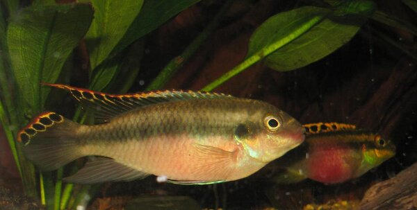 Pelvicachromis pulcher - Palettciklid