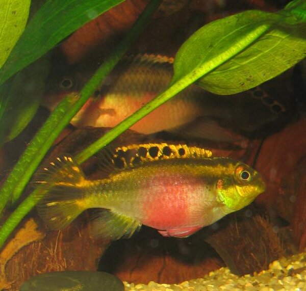 Pelvicachromis pulcher - Palettciklid