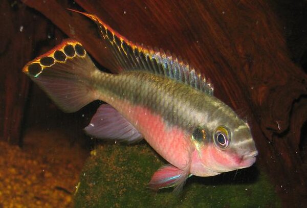 Pelvicachromis pulcher - Palettciklid