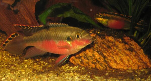 Pelvicachromis pulcher - Palettciklid