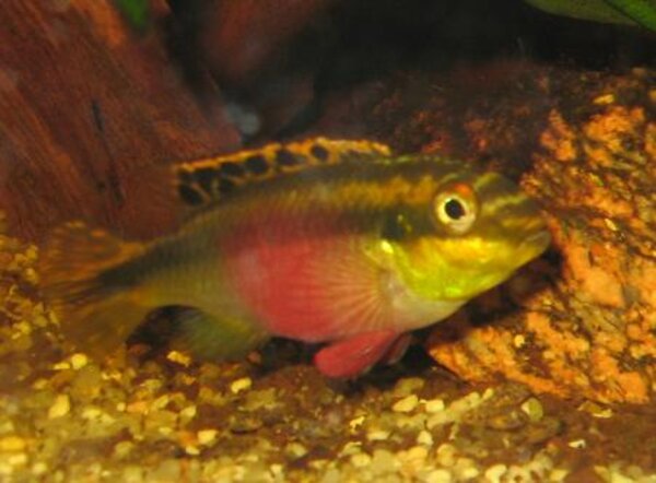 Pelvicachromis pulcher - Palettciklid