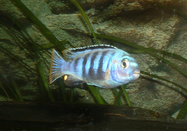 Pseudotropheus saulosi