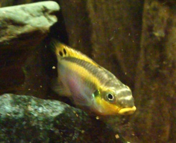 Pelvicachromis taeniatus Nigeria Red