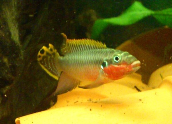 Pelvicachromis taeniatus Nigeria Red